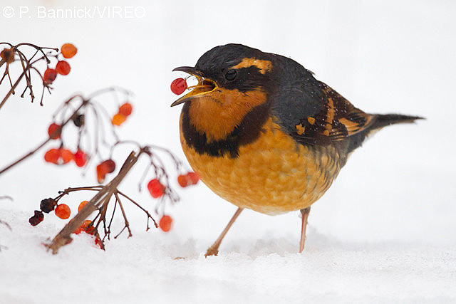 Varied Thrush b53-5-048.jpg